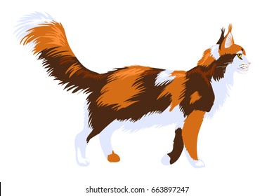 Walking Tricolor Cat With Big Hairy Tail. Pedigree Maine Coon Cat. Vector Illustration Isolated On White Background.