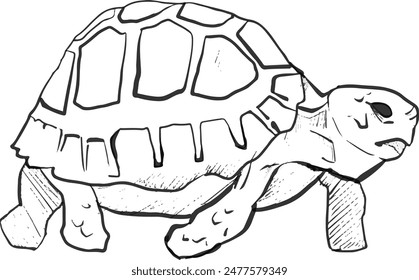 walking turtle vector illustration. sketchy turtle vector illustration