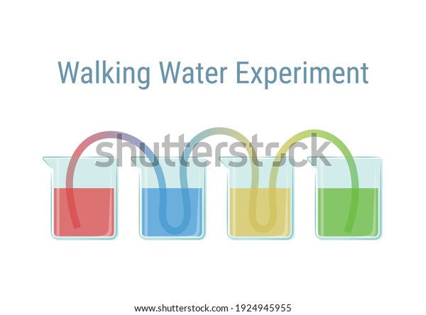 Walking water\
experiment vector illustration. Basic science experiment for kid.\
Capillary action\
experiment.