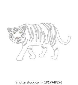 Walking White tiger, weiße und graue Farben