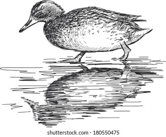 walking wild duck