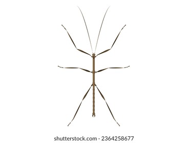 Walkingstick Vector Art isolated on White Background