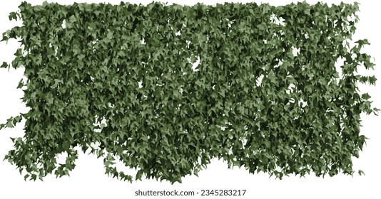 Wall creeper plants on transparent background, 3D rendering, for illustration, digital composition and architecture visualization