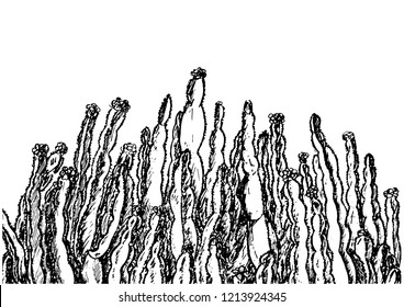 A wall of live cacti. Sketch drawn by hand.