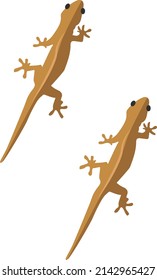 Wall lizard, illustration, vector on a white background.
