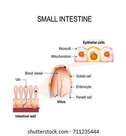 Wall of small intestine with villi and epithelial cells (Enterocyte, Goblet and Paneth cell).