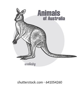 Wallaby or kangaroo hand drawing. Animals of Australia series. Vintage engraving style. Vector art illustration. Black graphic isolate on white background. The object of a naturalistic sketch.