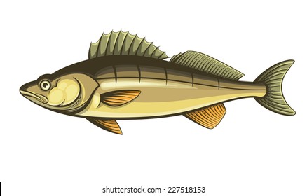 Walleye Fish Color Engraving Vector Illustration