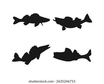 Walleye fish silhouette vector illustration icon set. Silhouettes of Walleye Fish in Various Poses. Vector isolated on a white background.