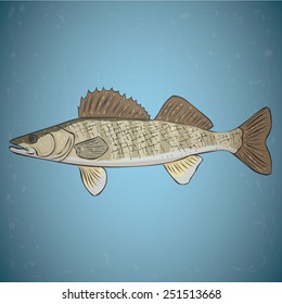 Walleye. Hand drawn vector illustration. Water background.