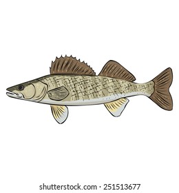 Walleye. Hand drawn vector illustration. Isolated on white