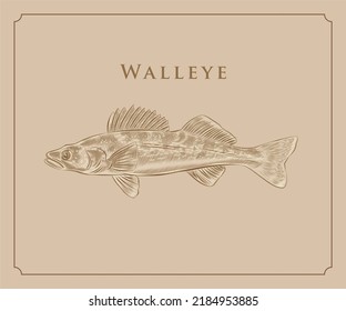 Walleye, also known as yellow pike  illustration with details and high lights in engraving style.