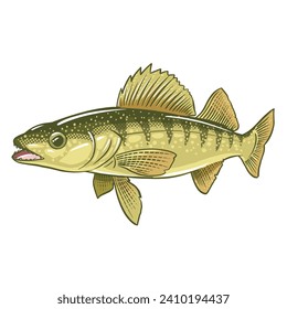 Walleye pickerel fish or yellow pike. Freshwater fish. Isolated on white background.