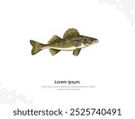 Walleye vector art for wall decoration. realistic animal images. Hand drawn marine animal isolated. for research, room decoration, events, etc