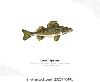 Walleye vector art for wall decoration. realistic animal images. Hand drawn marine animal isolated. for research, room decoration, events, etc