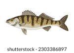 Walleye or yellow pike. Freshwater fish.