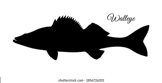 Walleye or yellow pike. Freshwater fish. Silhouette isolated on white background.