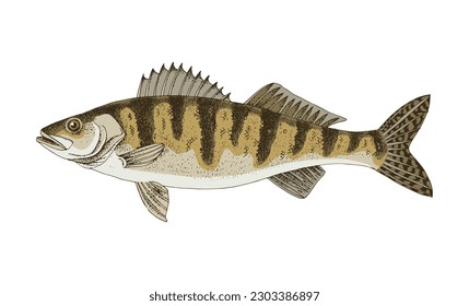 Walleye or yellow pike. Freshwater fish.