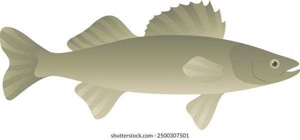 Walleye yellow pike realistic illustration. Pikeperch freshwater fish isolated on white background. River and lake animal of Canada and North America.