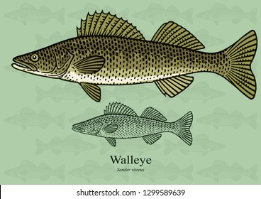 Walleye, Yellow pike. Vector illustration with refined details and optimized stroke that allows the image to be used in small sizes (in packaging design, decoration, educational graphics, etc.)