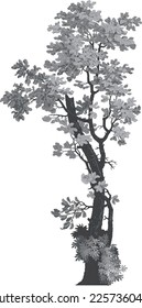 wallpaper 18 century isolated tree