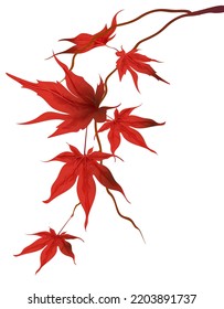 Tapete mit Herbst-Ahornzweig von japanischem rotem Ahorn mit Imitation von Aquarell auf weißem Hintergrund