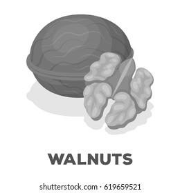 Walnats in the shell.Different kinds of nuts single icon in monochrome style vector symbol stock illustration.