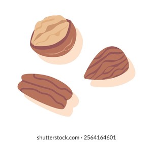 Walnut and almond seeds vector illustration