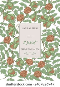 Walnut background. Hand drawn English walnut tree branches with nuts and leaves. Vector illustration.