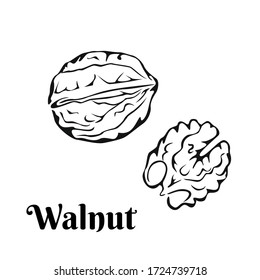 Walnut black and white silhouette, outline. Vector cartoon illustration of nut. Organic healthy food icon. Simple monochrome image.