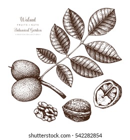 Walnut Botanical Illustration. Vintage Tree Sketch On White Background. Hand Drawn Vector Nuts.