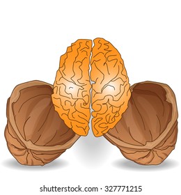 walnut brain illustration isolated