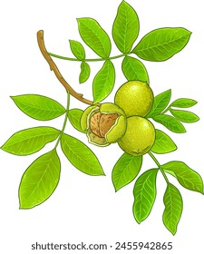 Walnut Branch Colored Detailed Illustration