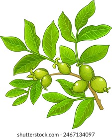 Walnut Branch Colored Detailed Illustration