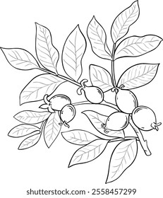 Walnut Branch Isolated Outline Illustration.