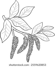 Walnut Branch Isolated Outline Illustration.