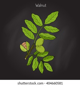 Walnut branch (Juglans regia),  or Persian walnut, English walnut. Hand drawn botanical vector illustration