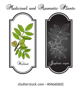 Walnut branch (Juglans regia),  or Persian walnut, English walnut. Hand drawn botanical vector illustration