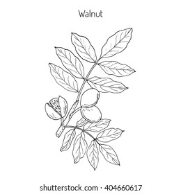 Walnut branch (Juglans regia),  or Persian walnut, English walnut. Hand drawn botanical vector illustration