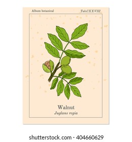 Walnut branch (Juglans regia),  or Persian walnut, English walnut. Hand drawn botanical vector illustration