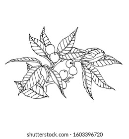 walnut branch with leaves and nuts in the skin. element of decorative ornament or pattern. vector illustration with black contour lines isolated on white background in doodle and hand drawn style.