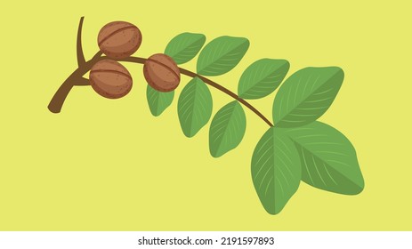walnut branch on yellow background
