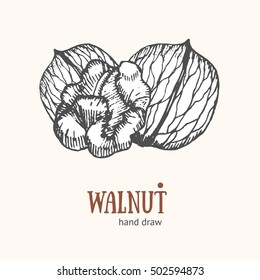 Walnut Card Hand Draw Sketch for Restaurants and Cafes. Snack Food. Vector illustration of Natural Outline styled nut