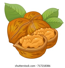 walnut cartoon vector illustration on a white background