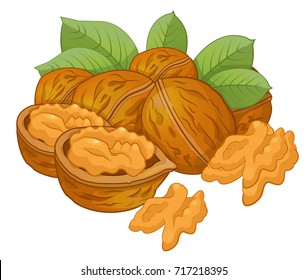 Walnut Cartoon Vector Illustration On A White Background