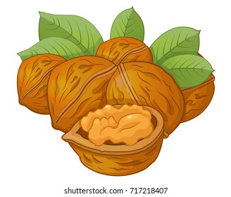 walnut cartoon vector illustration on a white background