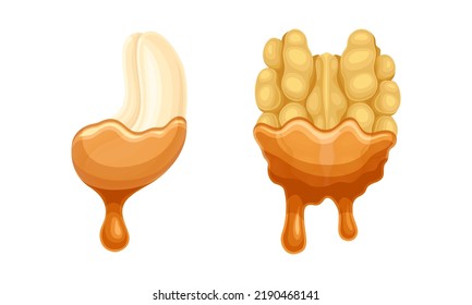 Walnut and Cashew with Dripping Chocolate or Caramel Melting Liquid Vector Set