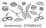 Walnut clip art vector line art black ink sketch. Hand drawn nuts at different stages of ripening and leaves on stem monochrome isolated illustration. Healthy organic nut food set.