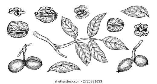 Nogueira clip art vetor linha arte esboço tinta preta. Porcas desenhadas à mão em diferentes fases de maturação e folhas na ilustração isolada monocromática do caule. Conjunto de alimentos saudáveis e orgânicos para frutos secos.