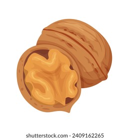 Walnut clipart. Isolated two nuts in cartoon. Vector illustration